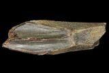 Edmontosaurus (Duck-Billed Dinosaur) Tooth - South Dakota #129377-2